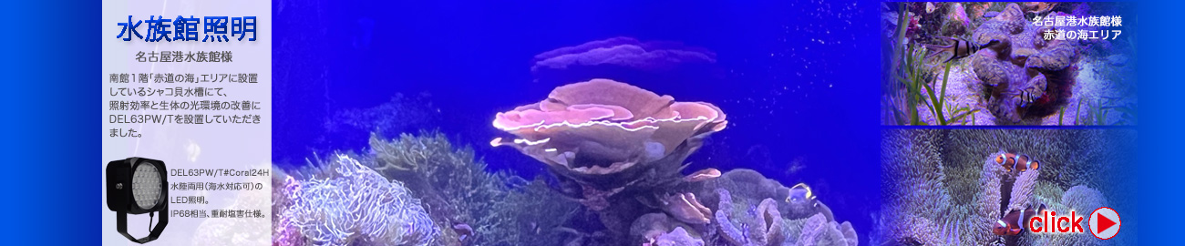 名古屋港水族館赤道の海